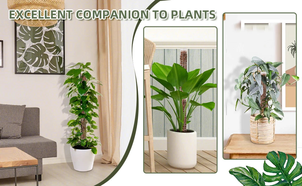 A vertical plant with green leaves is displayed in a white pot, shown next to a wooden plant pole and a large monstera leaf.