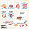 Human Anatomy Flash Cards - 20-Piece Study Set