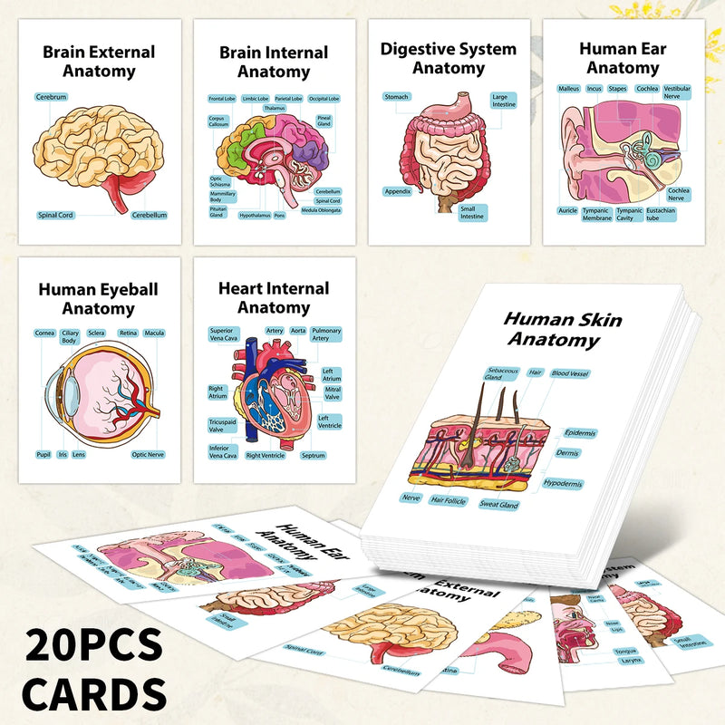 Human Anatomy Flash Cards - 20-Piece Study Set