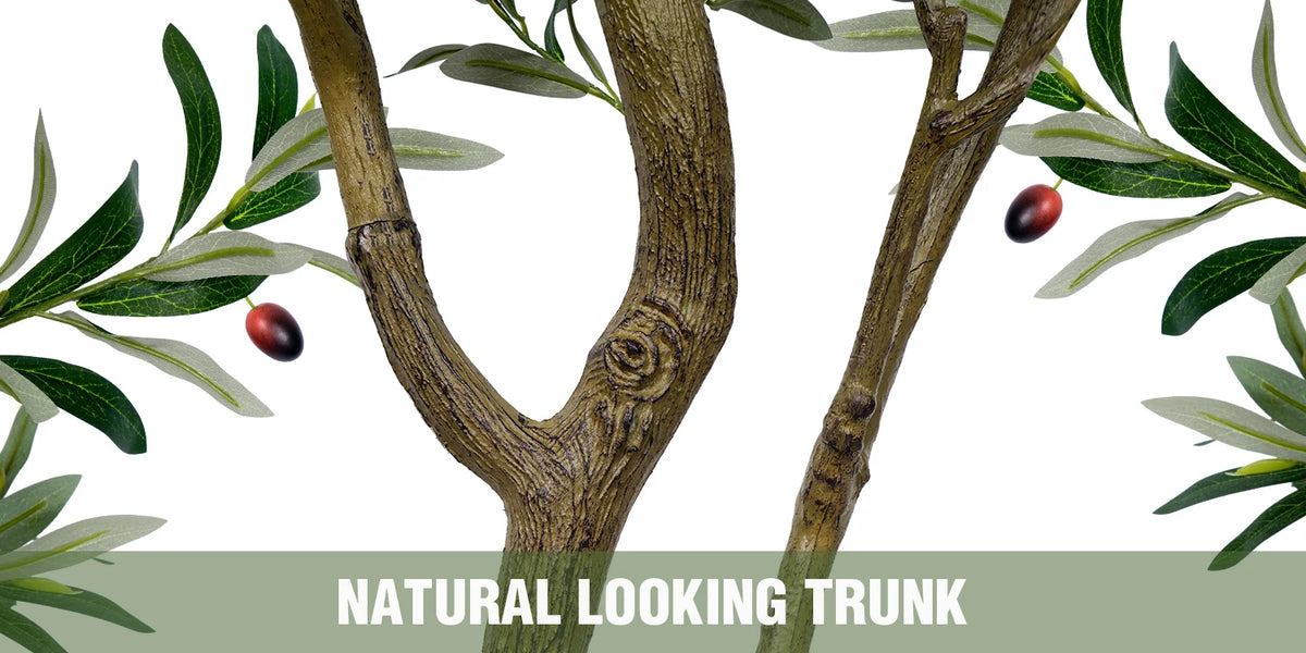 A close-up of a natural looking olive tree trunk with green leaves and small red fruit.