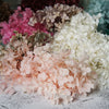 Preserved Hydrangea Flower Heads for Crafts and Home Decor