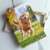 Gerahmtes Foto eines glücklichen Golden Retrievers, der durch grünes Gras rennt.
