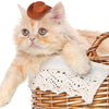 A fluffy orange kitten wearing a miniature brown cowboy hat, resting on a woven basket.