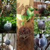 Reusable plant rooting ball with a hinged lid used for air layering propagation
