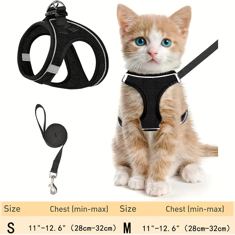 A small orange tabby kitten wearing a black harness and leash set for pet safety.