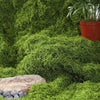 Realistic Artificial Moss Mat for Home & Garden Decor