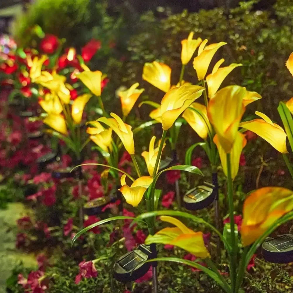 Yellow calla lily flowers illuminated by solar-powered LED garden lights in a garden setting.