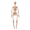 A light-colored, articulated model of a human skeleton used for educational purposes.