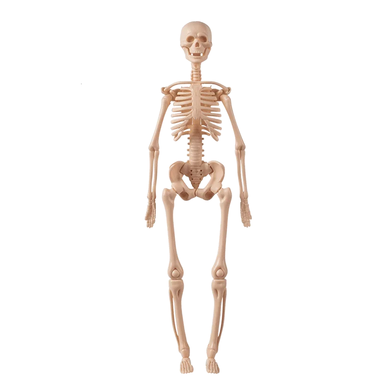A light-colored, articulated model of a human skeleton used for educational purposes.