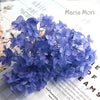 Preserved Hydrangea Flower Heads for Crafts and Home Decor
