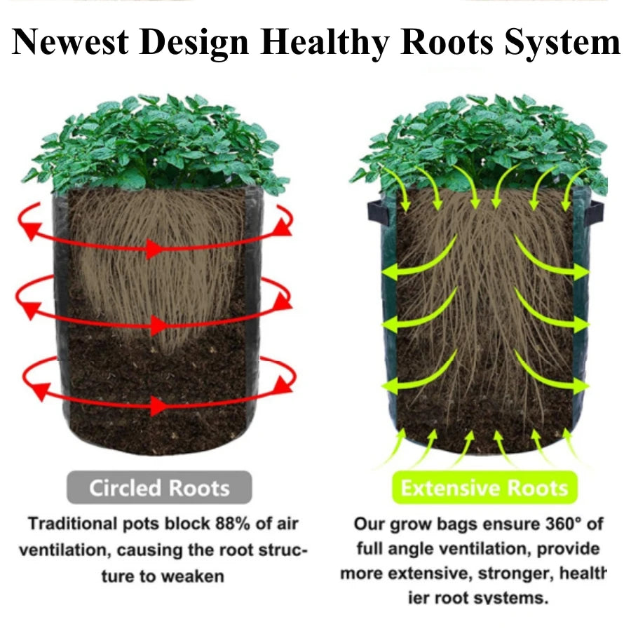 Comparison of traditional potted roots versus extensive roots in grow bags for healthy plant systems