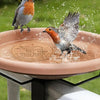 A small bird is splashing water onto a copper disk used as a bird bath cleaner.