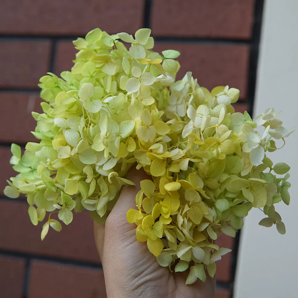 Preserved Hydrangea Flower Heads for Crafts and Home Decor
