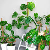 80cm Bendable Coco Coir Moss Pole for Climbing Plants