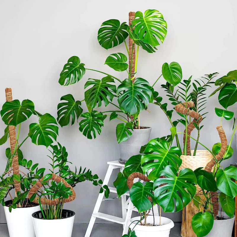 80cm Bendable Coco Coir Moss Pole for Climbing Plants