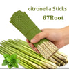 Hand holding green citronella sticks next to fresh mint leaves