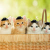 Five orange and white kittens wearing miniature cowboy hats for party favors or cake toppers