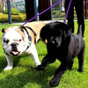 Dual Dog Leash with 360° Swivel Tangle-Free Design