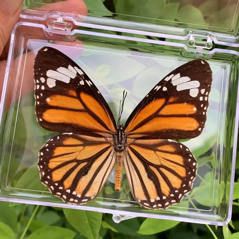 A vibrant orange and black butterfly specimen is displayed inside a clear protective glass frame.