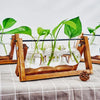 Tabletop Glass Planter Propagation Station with Wooden Rack