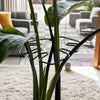 A close-up of a sturdy black metal support frame for a monstera plant, showing the vertical stems and leaves.