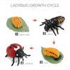 A four-step diagram showing the ladybug growth cycle: egg, larva, pupa, and adult ladybug.