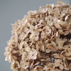 Preserved Hydrangea Flower Heads for Crafts and Home Decor