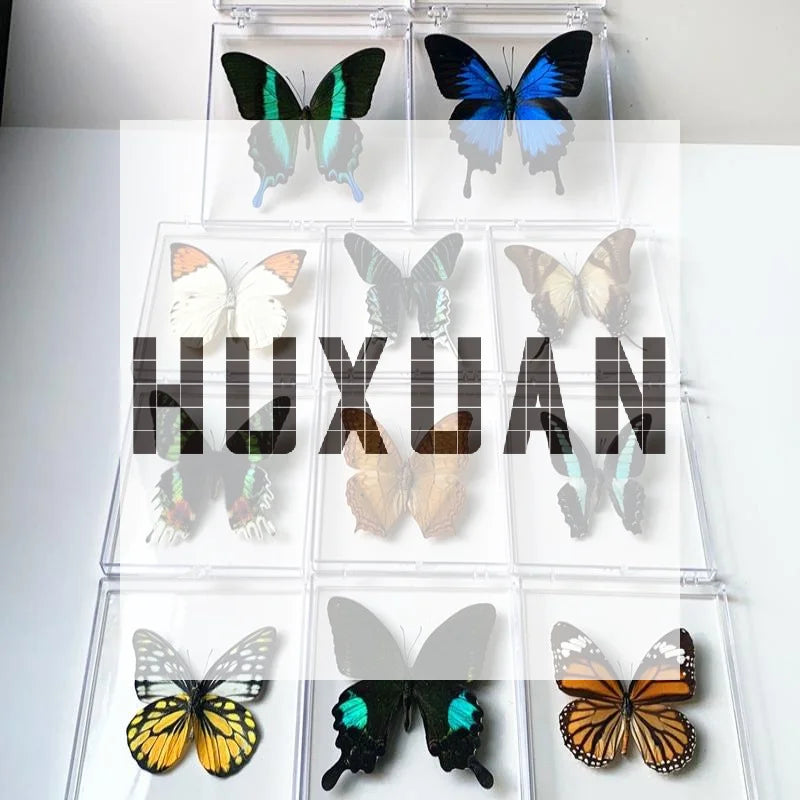 A collection of real butterfly specimens displayed in clear protective frames.