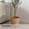 A potted olive tree in a woven basket sits on a wooden floor next to a light gray sofa.