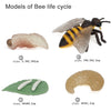 Models of a bee life cycle including an insect, a plant leaf, and two other components for learning.