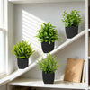 Realistic Mini Eucalyptus Potted Plant with Black Pot