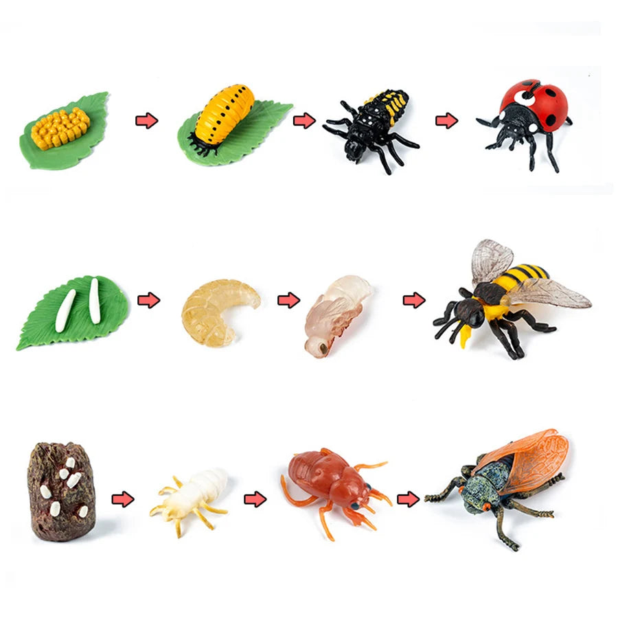 A set of wooden life cycle learning boards showing the growth stages of an animal and plant, including insects, larvae, and m