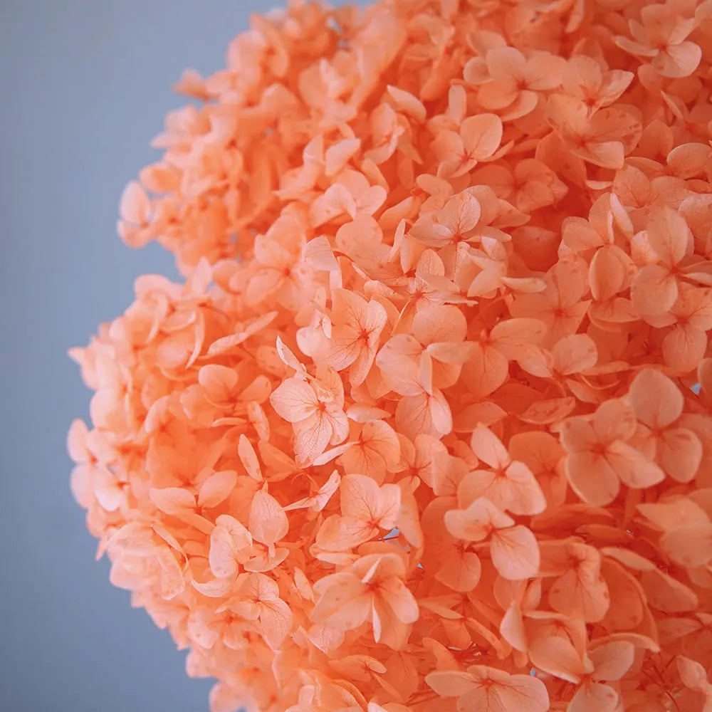 Preserved Hydrangea Flower Heads for Crafts and Home Decor