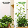 Before and after comparison showing invisible plant wall clips used for climbing vines on a vertical surface.