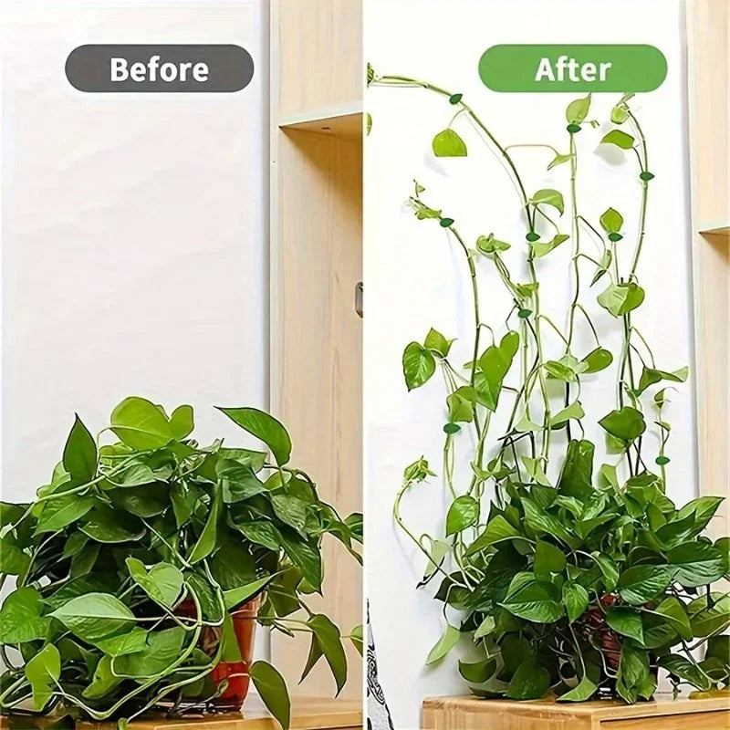 Before and after comparison showing invisible plant wall clips used for climbing vines on a vertical surface.