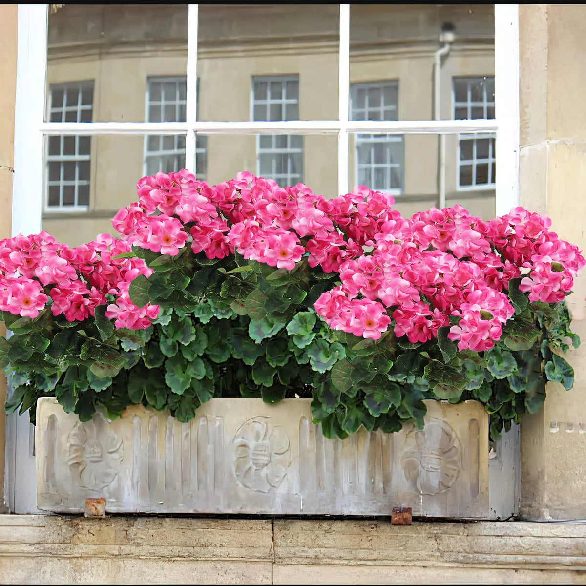 A vibrant pink geranium display in a window box against a light-colored building facade.