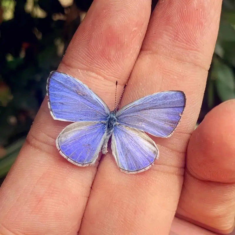 A vibrant blue butterfly specimen with white edges is held on a person's hand.