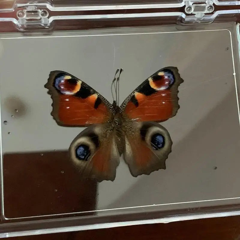 A real butterfly specimen with orange and black wings displayed in a clear protective frame.