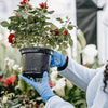 A person wearing blue nitrile gloves is holding a black plant pot with green foliage and red flowers in a greenhouse setting.