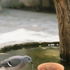 A dove is dipping its beak into a copper bird bath cleaner disk for cleaning.