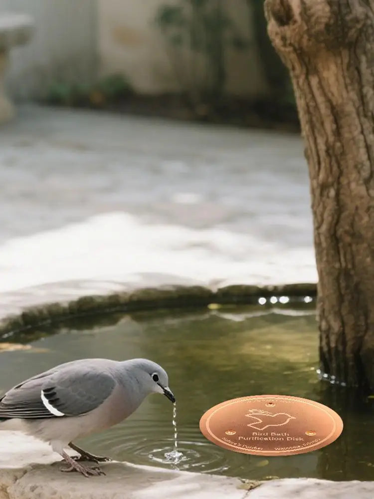 A dove is dipping its beak into a copper bird bath cleaner disk for cleaning.
