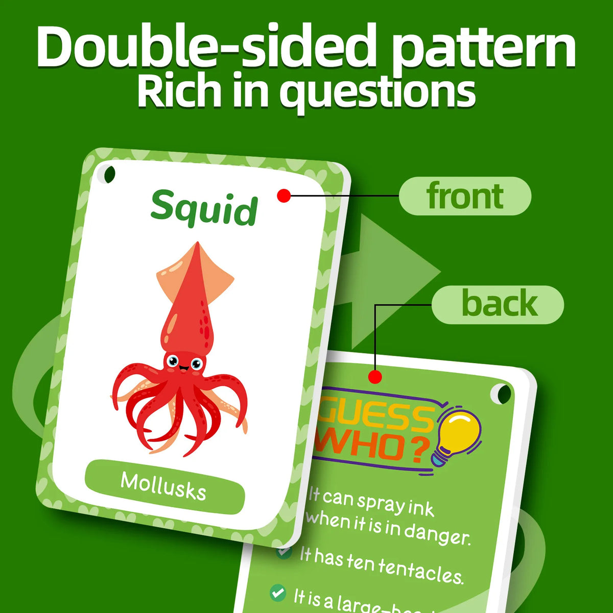 Double-sided pattern flash cards showing a squid on the front and mollusks on the back