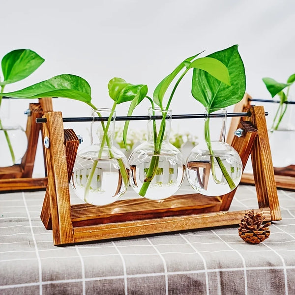A wooden rack holds glass planters with green plant shoots for propagation.