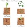 A set of wooden models illustrating the life cycle of a green plant, showing roots and growth stages.