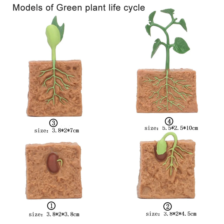 A set of wooden models illustrating the life cycle of a green plant, showing roots and growth stages.