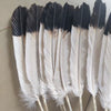 A set of twelve rare two-color eagle tail feathers, featuring black and white markings.