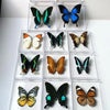 A collection of real butterfly specimens displayed in clear protective plastic frames.