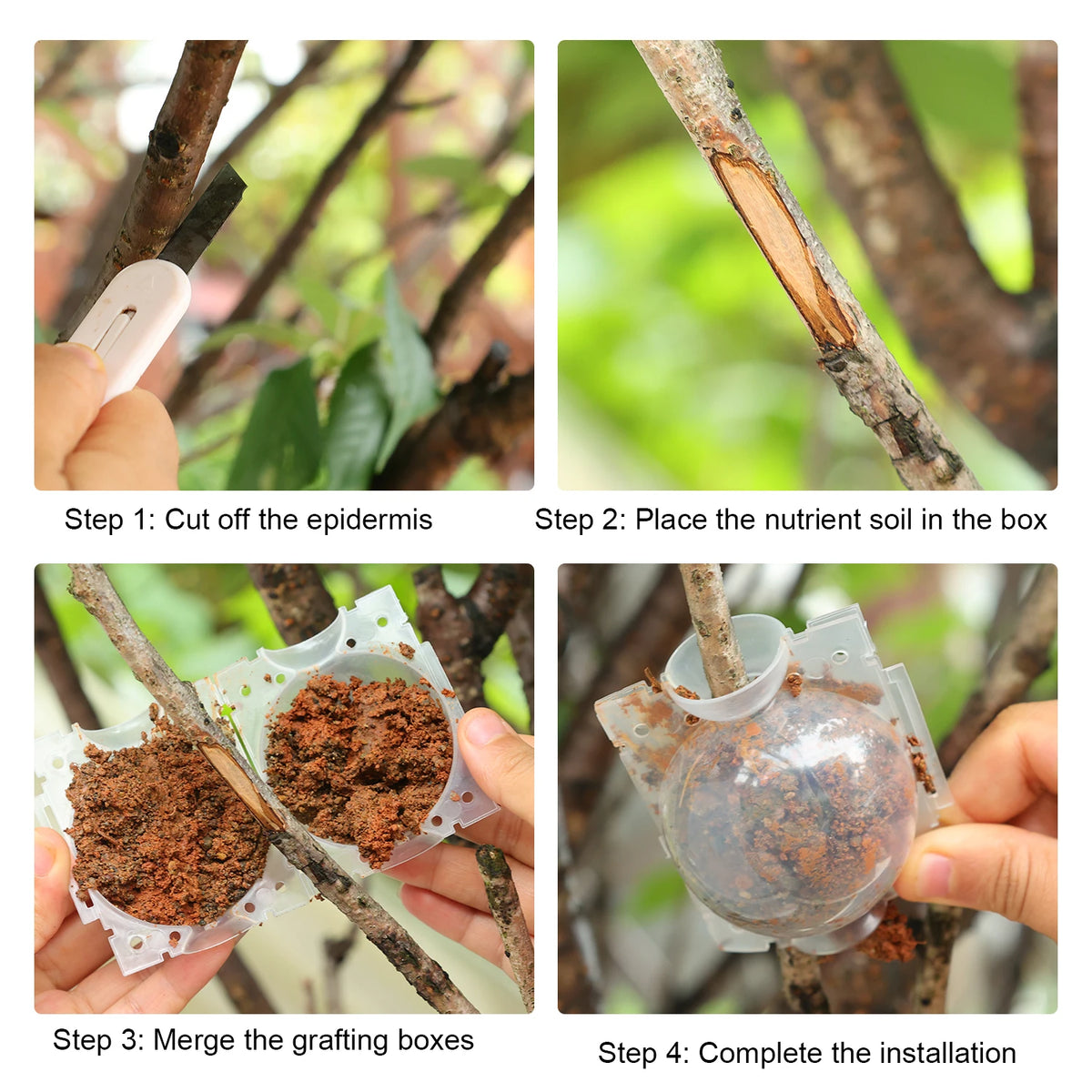Four steps showing how to use a reusable plant rooting ball for air layering propagation