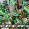 Plant stakes made from expandable coir moss poles used for indoor plants