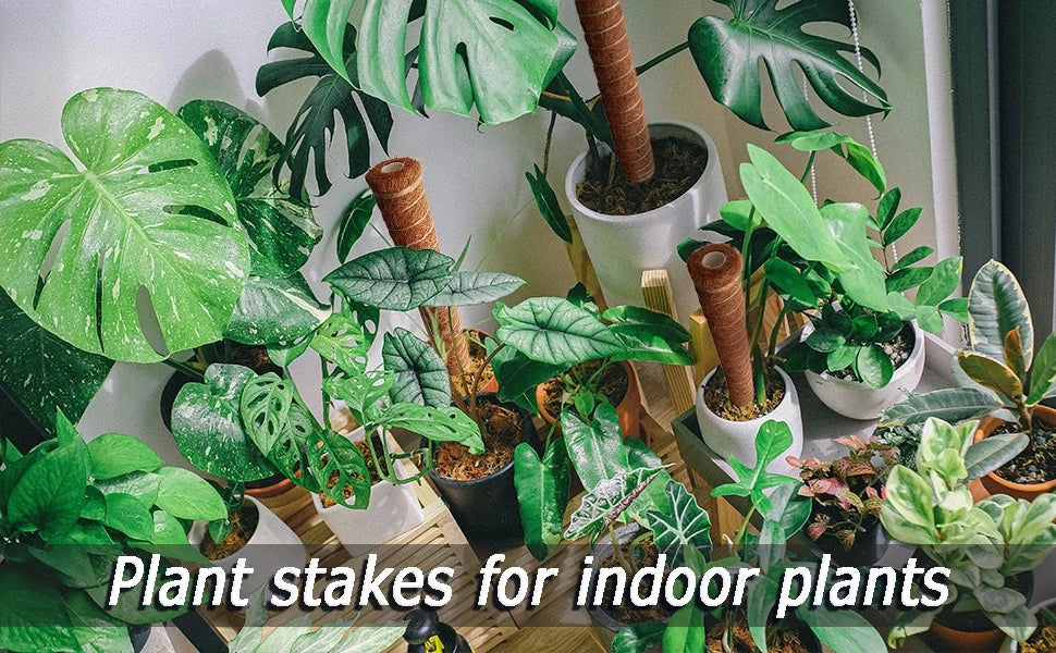 Plant stakes made from expandable coir moss poles used for indoor plants